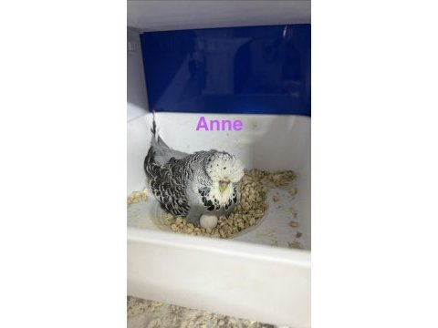 Ele kola alıştırmalık üst düzey erkek şhow jumbo muhabbet