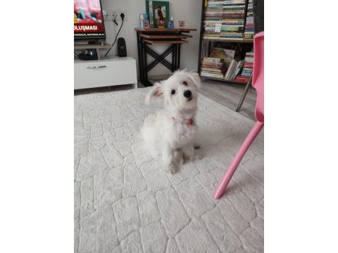 5 aylık yavru maltipoo