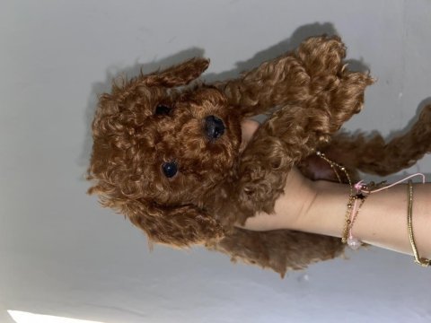 Toy poodle erkek