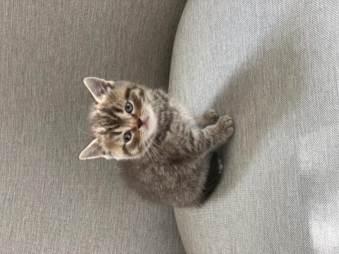 Golden tabby scottish straight