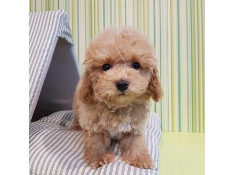 F2 maltipoo yavruları