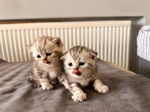 Scottish fold ve british shorthair gold ve silver yavrular