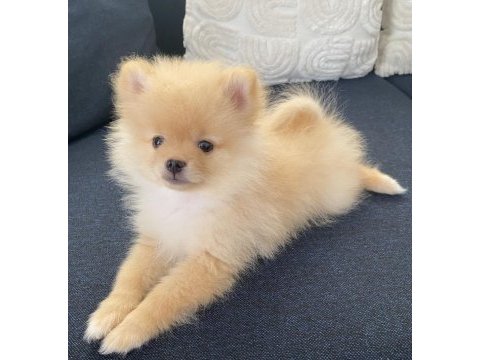 2 aylık erkek pomeranian pablo