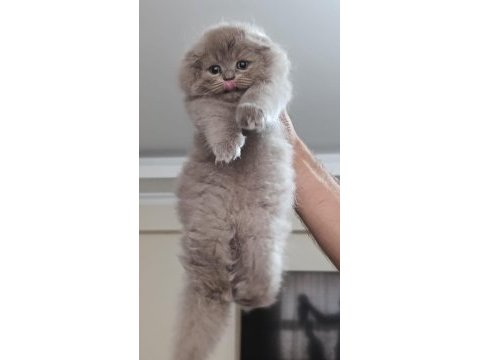 Küçük british longhair kedilerim