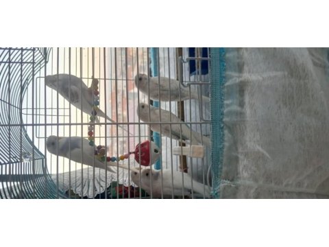 2 aylık muhabbet kuşu yavruları