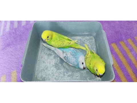 1 yetişkin 3 yavru toplam 4 muhabbet kuşu