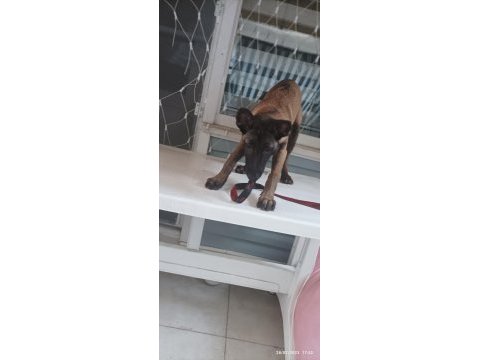 Belçika kurdu malinois köpeği