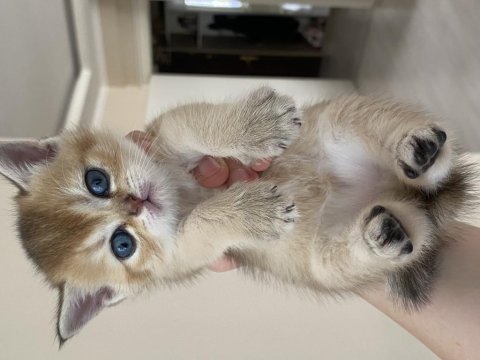 Safkan british shorthair golden yavrular