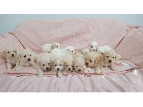 Irk ve sağlık garantili maltıpoo yavrular