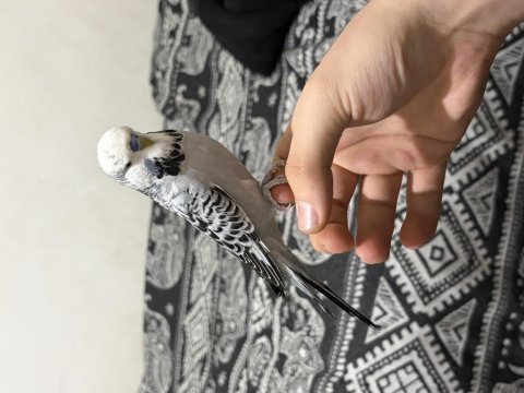 Jumbo muhabbet kuşu