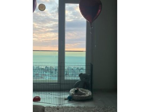 French bulldog bebek