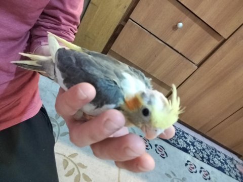 2 aylık sultan papağanı