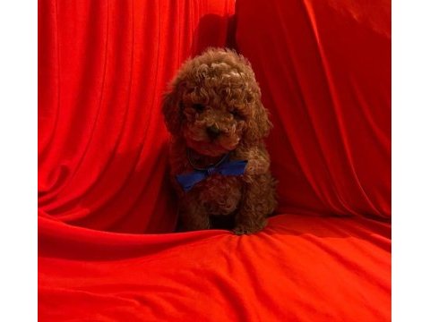 Safkan toy poodle bebekler