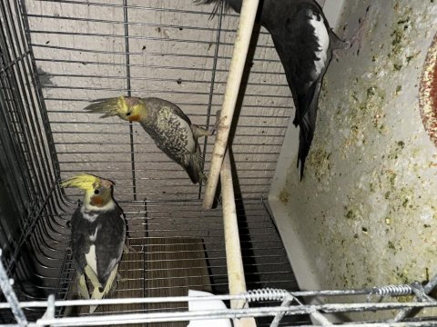 Yavru ve çift sultan papağanları