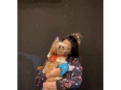 Dişi shih-tzu (şitsu) liya