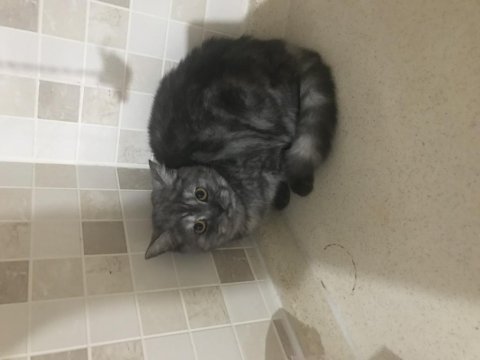 British shorthair güzel kızımıza kalıcı yuva arıyoruz