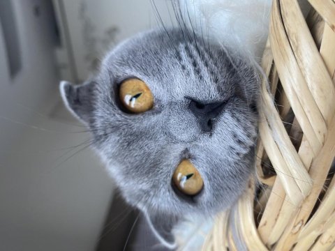 Scottish fold kedimiz sheba için yuva arıyoruz