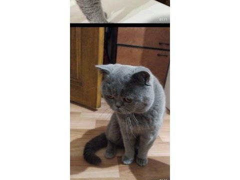 British shorthair kedisi