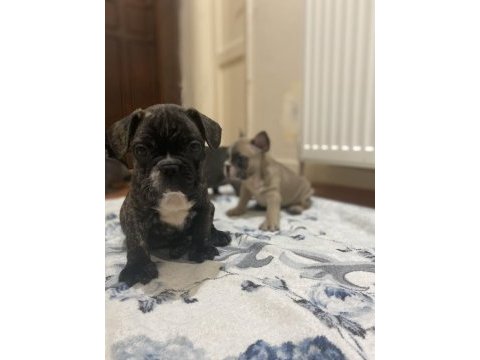 French bulldog yavrular