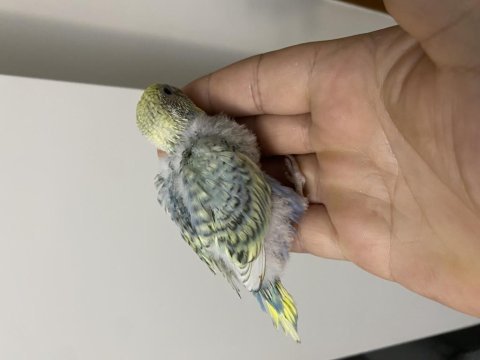 Yeme düşmek üzere olan muhabbet kuşları