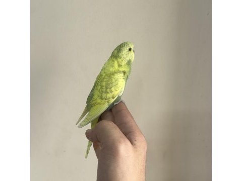 Bebek muhabbet kuşu yeni yeme düşmüş gönderim var