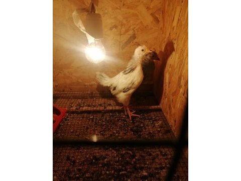 Susexs light ve amrucana mavici