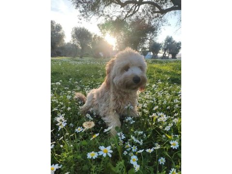 10 aylık eğitimli maltipoo