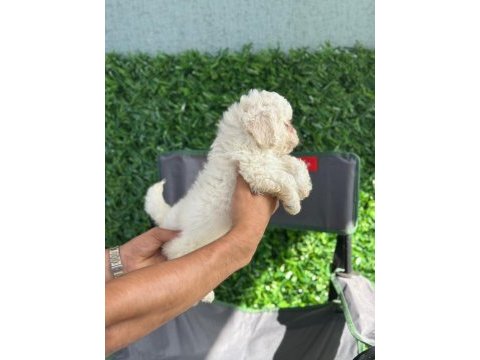 Muhteşem maltese terrier yavrularımız