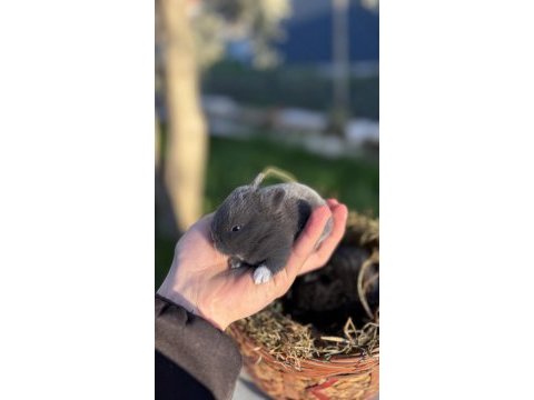 Cüce tavşan / netherland dwarf