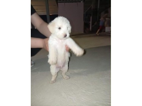 Maltese terrier köpeği