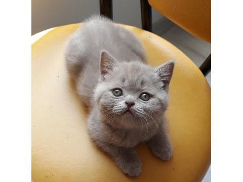 British shorthair lilac cinsi