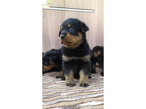 Rottweiler yavru kediler