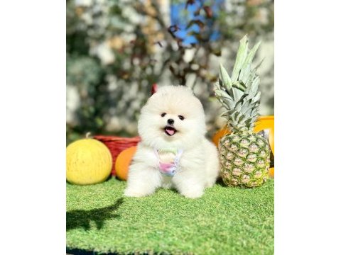 Safkan pomeranian yavrular