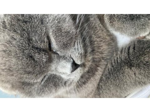 Kızımıza yuva arıyoruz scottish fold