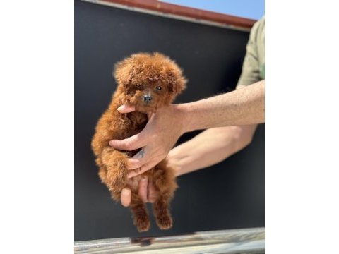 Yasal ruhsatlı çiftlikden ziyarete açık kore toy poodle