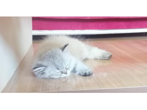 2.5 aylık dişi british shorthair kedisi
