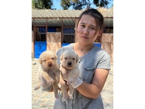 Golden retriever yavrularımız ruhsatlı çiftliğinden
