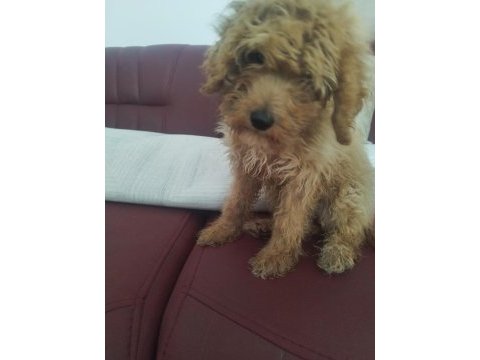Aşıları yapılmış 3.5 aylık poodle