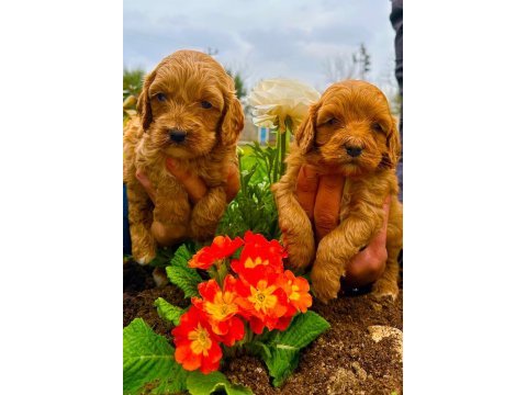 Toy poodle yavrular