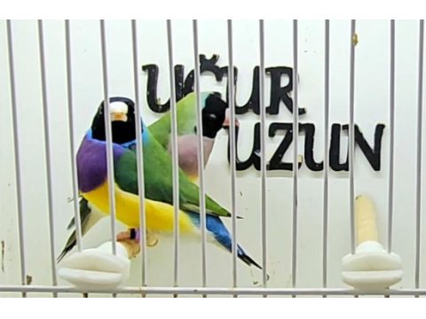 Türkiye şampiyonundan gouldian finch
