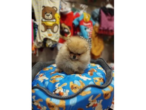 2 aylık pomeranian yavrum