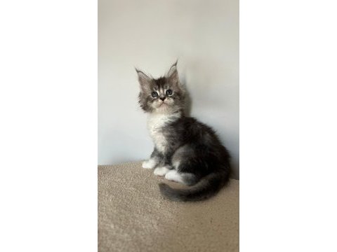 Sağlık ve ırk garantili minik maine coon devler