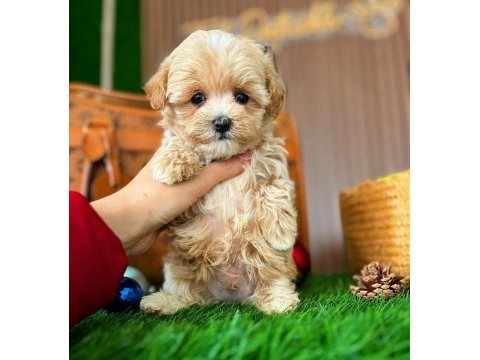 Teacup a kalite maltipo yavrularımız