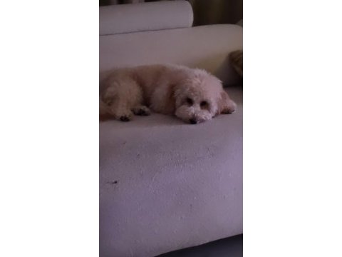 Toy poodle erkek 6 aylık