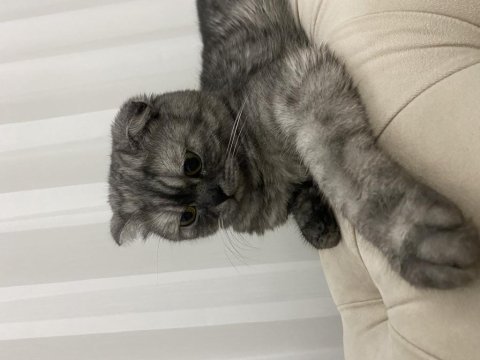 11 aylık gri çizgili scottish fold