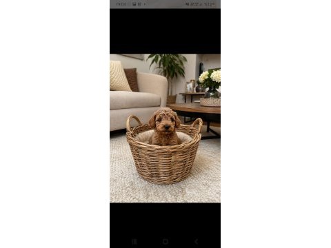 Toy poodle sevımlı yavrularım