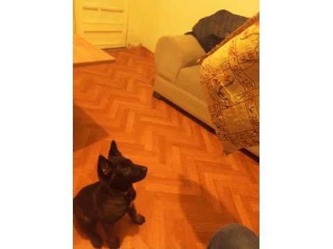 Renk güzeli dişi köpeğimize yuva arıyoruz