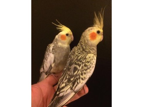 A kalite yavru bebek papağanlar konuşturmalık