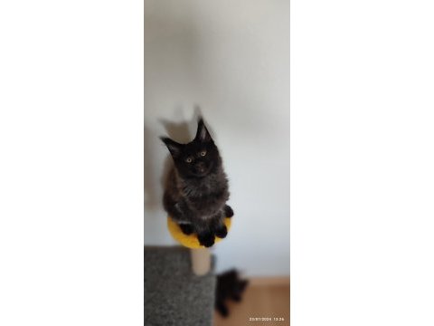 Vaşak kılığına girmiş maine coon leo