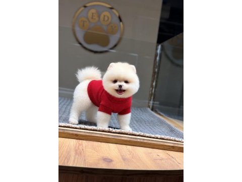 Sağlık ve ırk garantili pomeranian